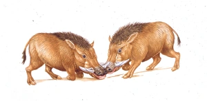 Illustration of two Archaeotherium mammals on white background Illustration of two Archaeotherium mammals on white background