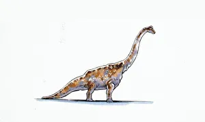 <b class=qtipBold><figcaption>Illustration of Astrodon</figcaption></b><br>Palaeozoology - Cretaceous period - Dinosaurs - Astrodon - Art work<br><em>© DEA PICTURE LIBRARY</em> Illustration of Astrodon
