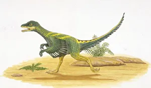 <b class=qtipBold><figcaption>Illustration of Avimimus</figcaption></b><br>Palaeozoology - Cretaceous period - Dinosaurs - Avimimus - Art work<br><em>© DEA PICTURE LIBRARY</em> Illustration of Avimimus