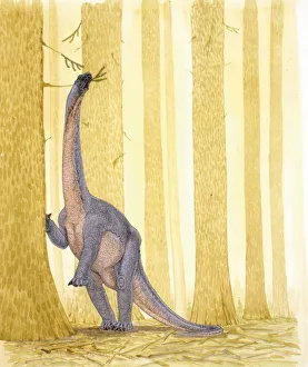 <b class=qtipBold><figcaption>Illustration of Barapasaurus</figcaption></b><br>Palaeozoology - Jurassic period - Dinosaurs - Barapasaurus - Art work<br><em>© DEA PICTURE LIBRARY</em> Illustration of Barapasaurus