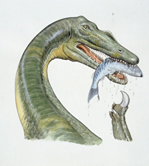 <b class=qtipBold><figcaption>Illustration of Baryonyx</figcaption></b><br>Palaeozoology - Cretaceous period - Dinosaurs - Baryonyx - Art work<br><em>© DEA PICTURE LIBRARY</em> Illustration of Baryonyx