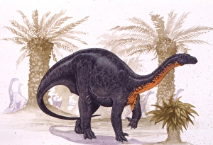 <b class=qtipBold><figcaption>Illustration of Blikanasaurus</figcaption></b><br>Palaeozoology - Triassic period - Dinosaurs - Blikanasaurus - Art work<br><em>© DEA PICTURE LIBRARY</em> Illustration of Blikanasaurus