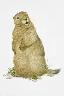 Illustration of Bobak Marmot (Marmota bobak)