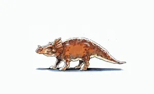 <b class=qtipBold><figcaption>Illustration of Brachyceratops</figcaption></b><br>Palaeozoology - Cretacerous period - Dinosaurs - Brachyceratops - Art work<br><em>© DEA PICTURE LIBRARY</em> Illustration of Brachyceratops