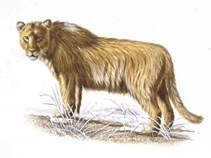 Illustration of Cave lion
