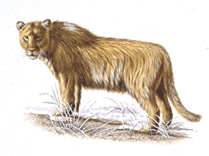 Illustration of Cave lion Illustration of Cave lion