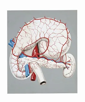 Illustration of celiac trunk and its branches Illustration of celiac trunk and its branches