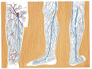 Illustration of circulatory system, superficial veins in lower limbs, right thigh and leg Illustration of circulatory system, superficial veins in lower limbs, right thigh and leg