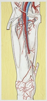 Illustration of circulatory system, femoral artery Illustration of circulatory system, femoral artery