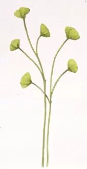 Illustration of Cooksonia plant