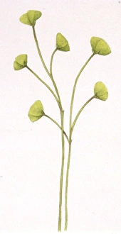 <b class=qtipBold><figcaption>Illustration of Cooksonia plant</figcaption></b><br>Palaeobotany - Silurian period - Cooksonia - Art work by Bridgette James<br><em>© DEA PICTURE LIBRARY</em> Illustration of Cooksonia plant