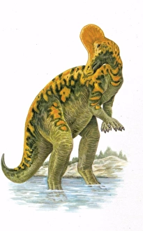 <b class=qtipBold><figcaption>Illustration of Corythosaurus</figcaption></b><br>Palaeozoology - Cretaceous period - Dinosaurs - Corythosaurus - Art work<br><em>© DEA PICTURE LIBRARY</em> Illustration of Corythosaurus