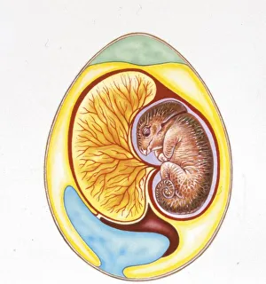 Illustration of cross section of dinosaur egg Illustration of cross section of dinosaur egg