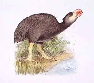 <b class=qtipBold><figcaption>Illustration of Diatryma</figcaption></b><br>Palaeozoology - Paleocene/Eocene period - Fossil birds - Diatryma - Art work<br><em>© DEA PICTURE LIBRARY</em> Illustration of Diatryma