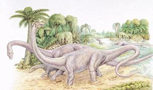 <b class=qtipBold><figcaption>Illustration of Diplodocus</figcaption></b><br>Palaeozoology - Jurassic period - Dinosaurs - Diplodocus - Art work<br><em>© DEA PICTURE LIBRARY</em> Illustration of Diplodocus