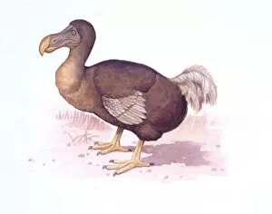 Illustration of Dodo bird