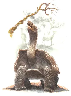 <b class=qtipBold><figcaption>Illustration of Giant tortoise</figcaption></b><br>Zoology - Reptiles - Tortoises - Giant tortoise - Art work by James Robins<br><em>© DEA PICTURE LIBRARY</em> Illustration of Giant tortoise