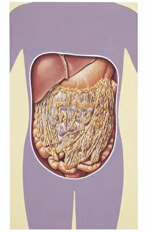 Illustration of greater omentum, or epiploon Illustration of greater omentum, or epiploon