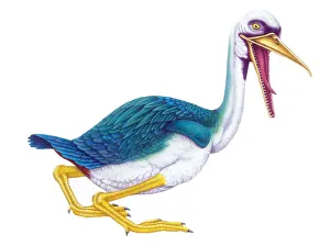 <b class=qtipBold><figcaption>Illustration of Hesperornis</figcaption></b><br>Palaeozoology - Cretaceous period - Fossil birds - Hesperornis - Art work<br><em>© DEA PICTURE LIBRARY</em> Illustration of Hesperornis