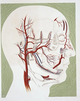Illustration of human carotid artery Illustration of human carotid artery