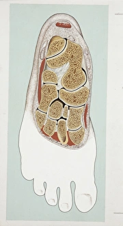 Illustration of human foot, horizontal section Illustration of human foot, horizontal section