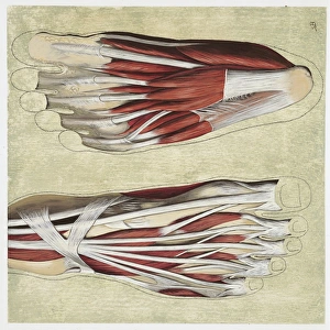 Illustration of human foot muscles Illustration of human foot muscles
