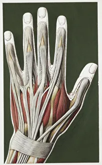Illustration of human hand muscles Illustration of human hand muscles