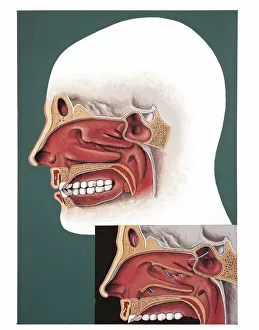 Illustration of human nasal cavity Illustration of human nasal cavity