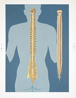 Illustration of human spinal cord Illustration of human spinal cord