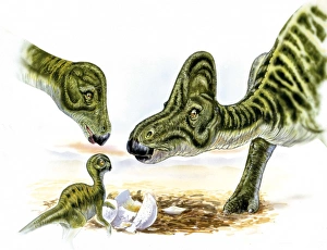 <b class=qtipBold><figcaption>Illustration of Hypacrosaurus</figcaption></b><br>Palaeozoology - Cretaceous period - Dinosaurs - Hypacrosaurus - Art work<br><em>© DEA PICTURE LIBRARY</em> Illustration of Hypacrosaurus