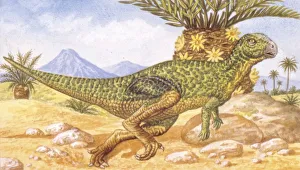 <b class=qtipBold><figcaption>Illustration of Hypsilophodon</figcaption></b><br>Palaeozoology - Cretaceous period - Dinosaurs - Hypsilophodon - Art work<br><em>© DEA PICTURE LIBRARY</em> Illustration of Hypsilophodon