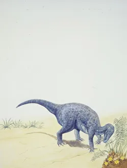 <b class=qtipBold><figcaption>Illustration of Iguanodon</figcaption></b><br>Palaeozoolgy - Lower Cretaceous period - Dinosaurs - Iguanodon - Art work<br><em>© DEA PICTURE LIBRARY</em> Illustration of Iguanodon