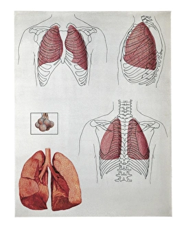 Illustration of lung lobes position, front and back Illustration of lung lobes position, front and back