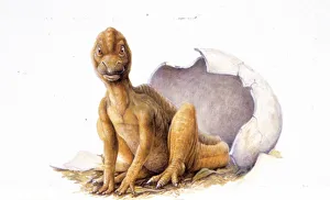 Illustration of Maiasaura egg hatching Illustration of Maiasaura egg hatching