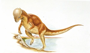 <b class=qtipBold><figcaption>Illustration of Majungatholus</figcaption></b><br>Palaeozoology - Cretaceous period - Dinosaurs - Majungatholus - Art work<br><em>© DEA PICTURE LIBRARY</em> Illustration of Majungatholus