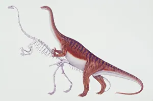 Illustration of Massospondylus and its skeleton Illustration of Massospondylus and its skeleton