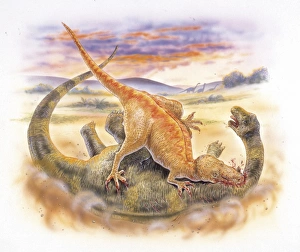 Illustration of Megalosaurus killing prey Illustration of Megalosaurus killing prey