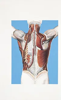 Illustration of muscles of neck and back Illustration of muscles of neck and back