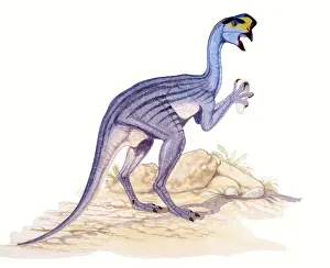 <b class=qtipBold><figcaption>Illustration of Oviraptor</figcaption></b><br>Palaeozoology - Upper Cretaceous period - Dinosaurs - Oviraptor - Art work<br><em>© DEA PICTURE LIBRARY</em> Illustration of Oviraptor