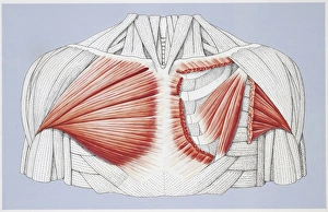 Illustration of pectoral muscles Illustration of pectoral muscles