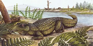 <b class=qtipBold><figcaption>Illustration of Proterosuchus</figcaption></b><br>Palaeozoology - Triassic period - Fossil reptiles, Archosaurs - Proterosuchus - Art work<br><em>© DEA PICTURE LIBRARY</em> Illustration of Proterosuchus
