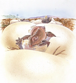 Illustration of Protoceratops egg hatching Illustration of Protoceratops egg hatching