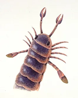 <b class=qtipBold><figcaption>Illustration of Pterygotus</figcaption></b><br>Palaeozoology - Fossil arthropods - Pterygotus - Art work<br><em>© DEA PICTURE LIBRARY</em> Illustration of Pterygotus