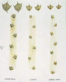 Illustration representing bird tracks of Mallard Duck Anas platyrhynchos Illustration representing bird tracks of Mallard Duck Anas platyrhynchos