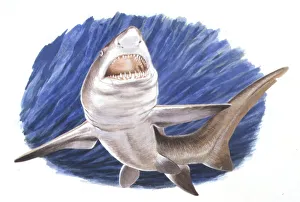 Illustration representing Carcharodon megalodon swimming Illustration representing Carcharodon megalodon swimming