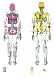 Illustration showing comparison and morphological differences of male and female skeleton Illustration showing comparison and morphological differences of male and female skeleton