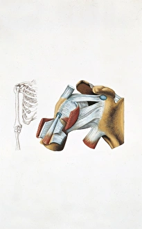 Shoulder Joint Gallery: Illustration showing human shoulder joint