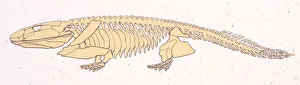Illustration of Skeleton of Ichthyostega Illustration of Skeleton of Ichthyostega