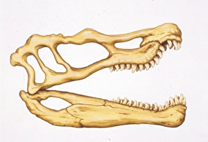 Illustration of Spinosaurus skull Illustration of Spinosaurus skull