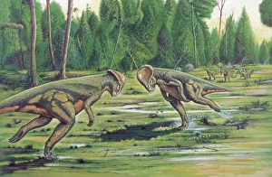 Illustration of Stegosaurus fighting Illustration of Stegosaurus fighting
